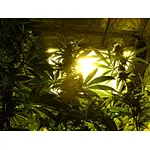 What’s the deal with Spinosad? Is it safe for growing weed?