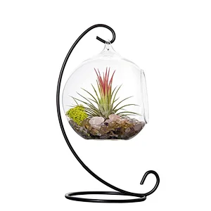 Hanging Glass Vase Plant Terrarium with Black or White Metal Stand