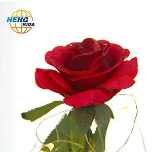 2019 Wholesale New Product Preserved Rose In Cloche Glass Dome With Wooden Base