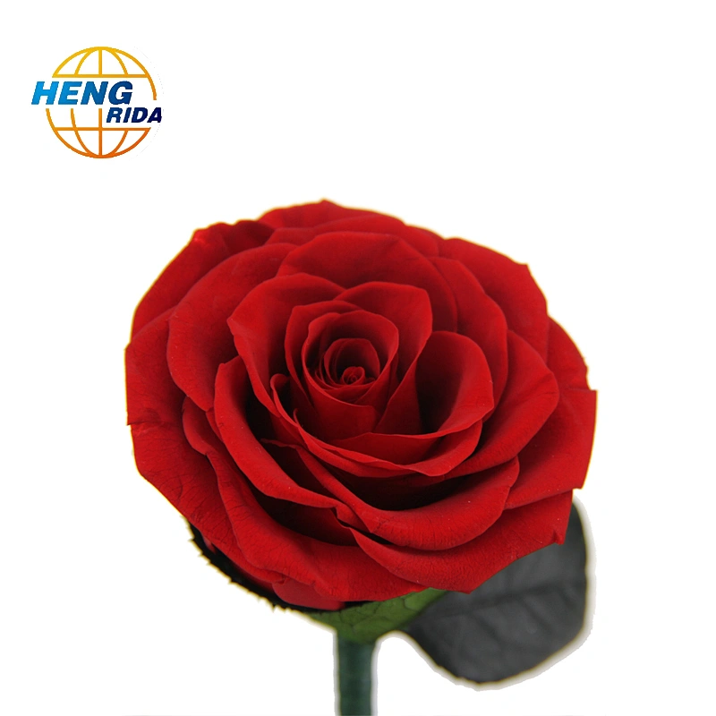 Rose Beautiful Artificial Red Eternal Rose Preserved Flower With Led Lights In Glass Dome for festival or birthday