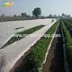 Cor branca pp spunbond agricultura não tecido para cobertura de colheita