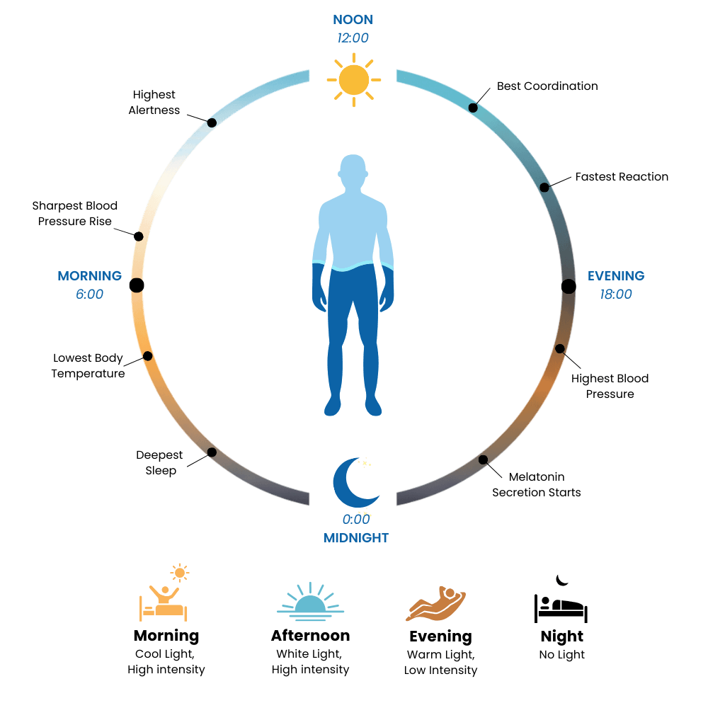 Diagrama del ritmo circadiano humano que muestra la influencia de la luz melanópica en la melatonina y la alerta a lo largo del día y la noche