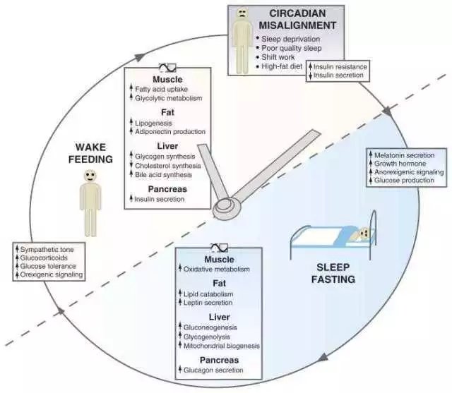 Circadian rhythm diagram showing melatonin secretion in response to light exposure: morning light suppresses melatonin, evening light promotes secretion