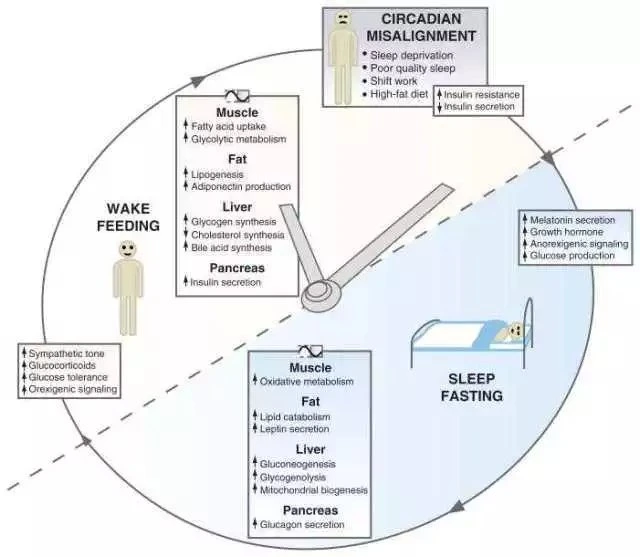 Human circadian rhythm diagram showing light influence on melatonin and alertness throughout day and night
