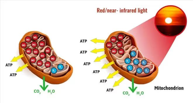 Lumin red light therapy mitochondrial energy activation - cytochrome C oxidase photon absorption