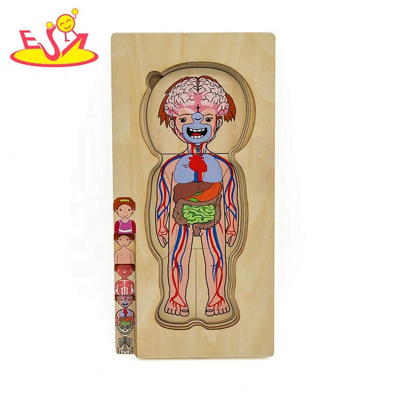 Customize educational wooden human anatomy jigsaw puzzle for kids W12E058