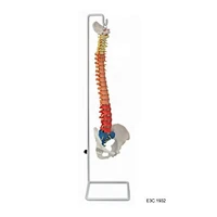 Colonna vertebrale flessibile a colori con teste Femui