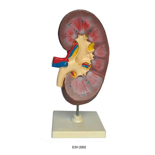 Human Kidney with Adrenal Gland