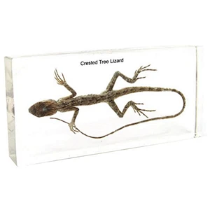 Lizard