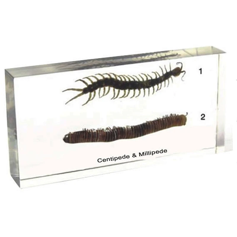 Centipede and Diplopod