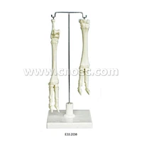Evolution of Sheep  Leg(Upper & Lower)