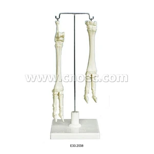 Ebolusyon ng Sheep Leg(Upper at Lower)