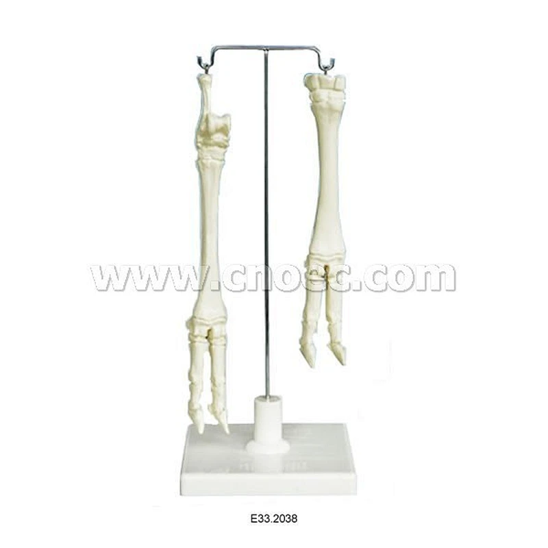 Ebolusyon ng Sheep Leg(Upper at Lower)