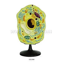 Model of Plant Cell