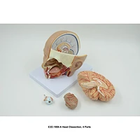 Head Dissection, 4 Parts