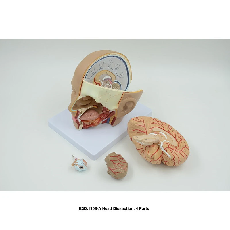 Head Dissection, 4 Parts