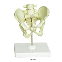 Human Male Pelvis