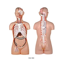Classic Unisex Torso With Open Back,17 parts,85CM