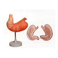 Kích thước tự nhiên của dạ dày, 2 phần