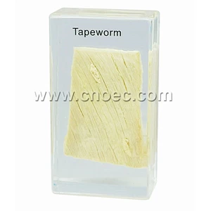 Crystal Specimen, Tapeworm