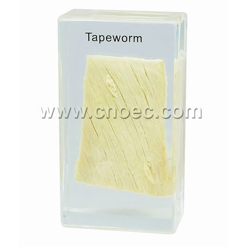Crystal Specimen, Tapeworm