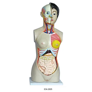 85cm Torso Wanita