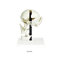 Model of Skull Bones