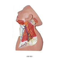 Neck Nerve Model