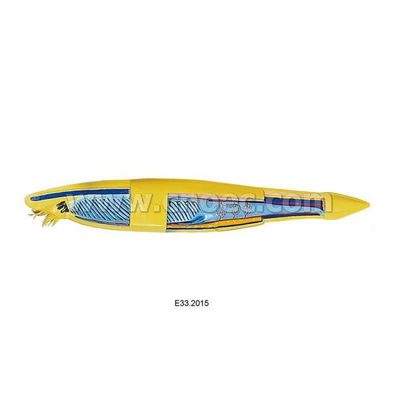 Amphioxus