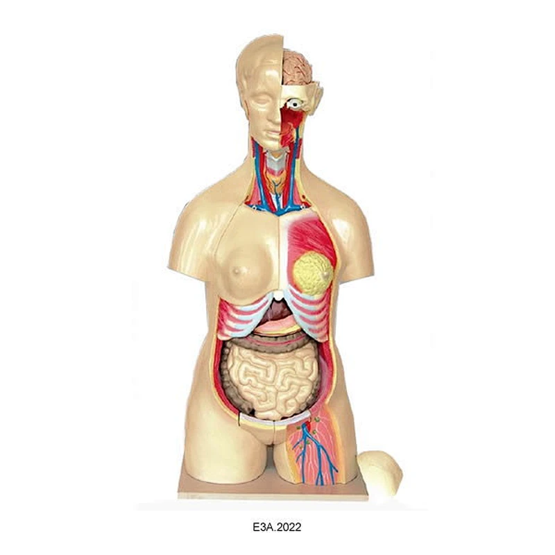 95cm Human Torso