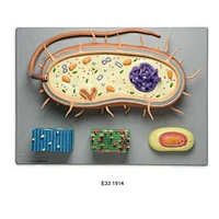 Bacterial Model, Set of 4
