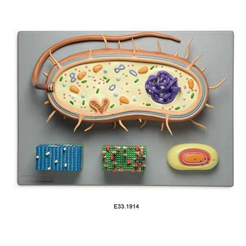 Bacterial Model, Set of 4