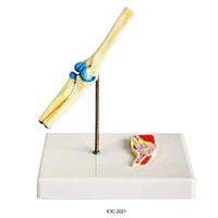 Human Elbow Joint