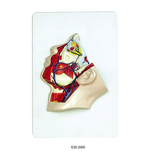 The Trigeminal Nerve Model of Human Face