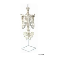 Colonna vertebrale flessibile con bacino e costola