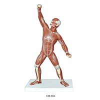 Mini musculoso humano