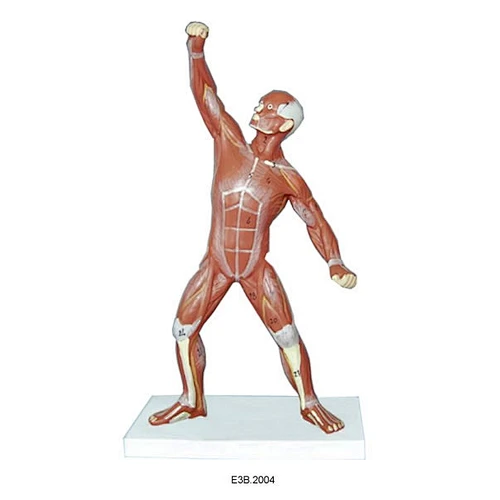 Mini musculoso humano