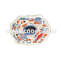 Animal cell