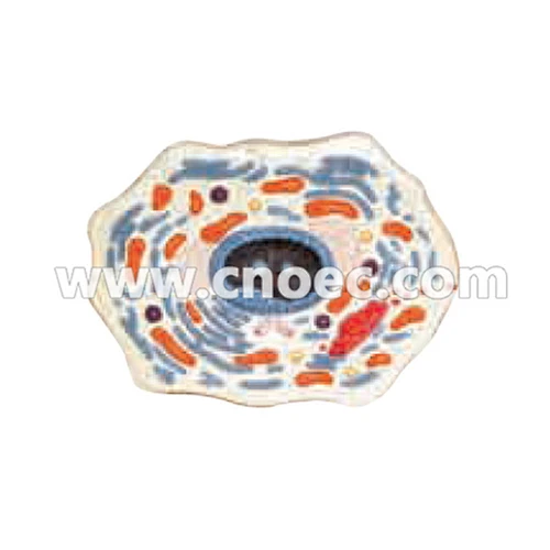 Animal cell