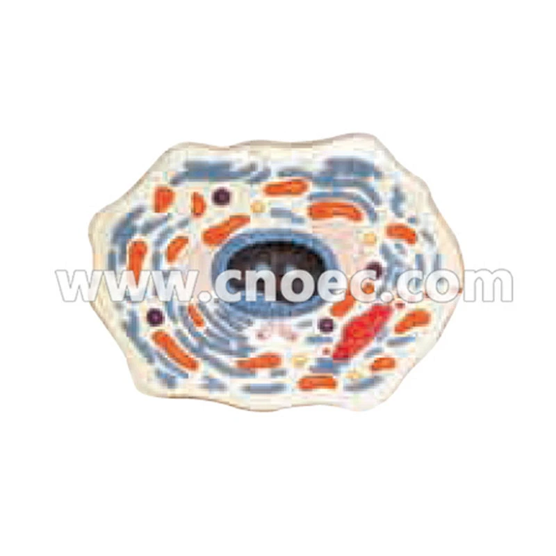 Animal cell