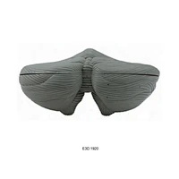 Cerebellum