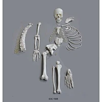 Half Disarticulate Human Skeleton