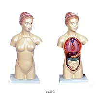 45cm Female torso
