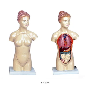 45cm Female torso