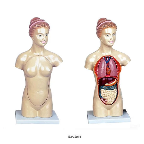 45cm Female torso