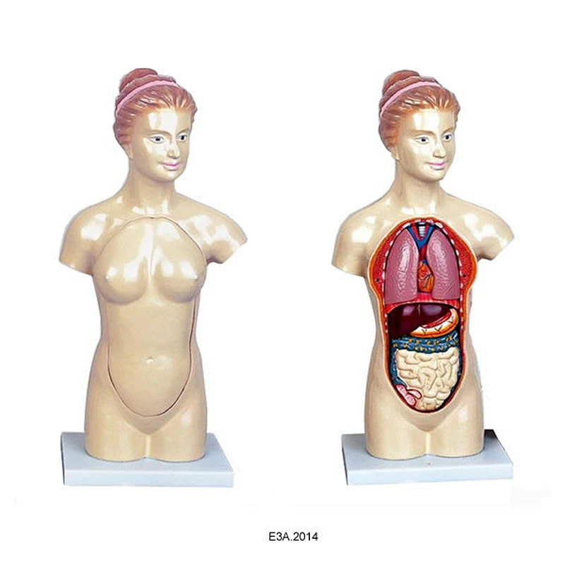 45cm Female torso