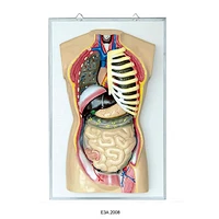 Human Torso