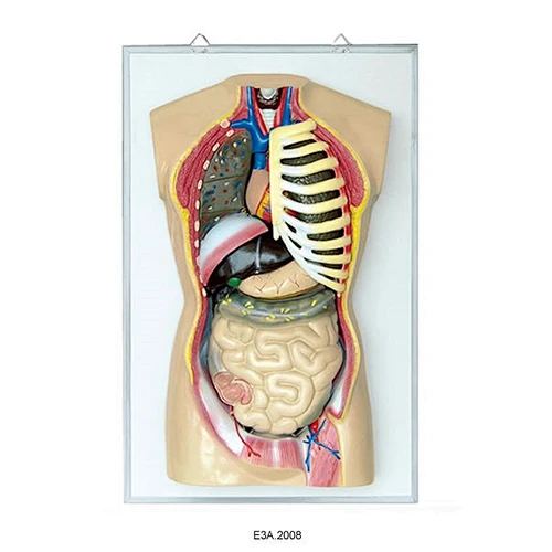 Human Torso