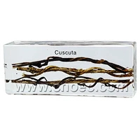 Crystal Specimen, Cuscuta
