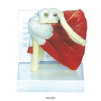 West-desk Type Health Muscle Shoulder Model